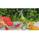 Lot de Dinosaure interactif